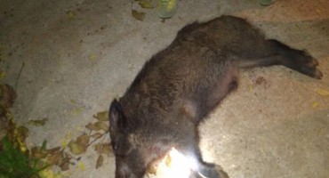 Mostar: Lovci ubili divlju svinju u obiteljskom vinogradu u Ilićima!