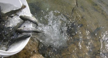 ribolov, Neretva, poribljavanje