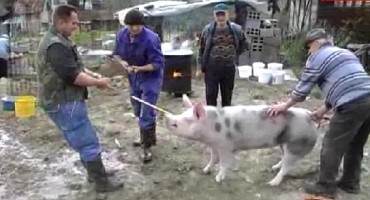 Svinjokolja u Hercegovini: Pročitajte što sve naš zemljak radi na taj dan