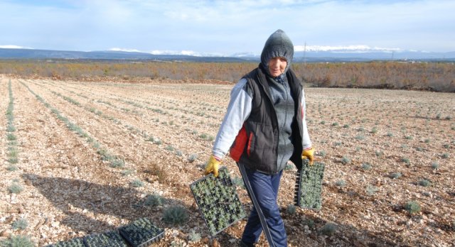 Hercegovina: Nakon uspjeha s kamenim vinom, niču plantaže kamenog smilja