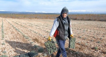 Hercegovina: Nakon uspjeha s kamenim vinom, niču plantaže kamenog smilja