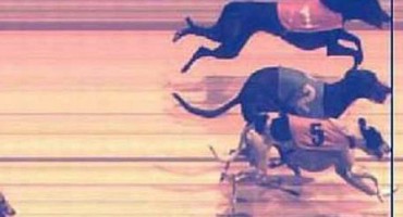 utrka pasa, kladionica