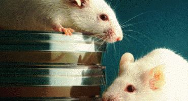 Hrvatskom se raširila epidemija mišje groznice