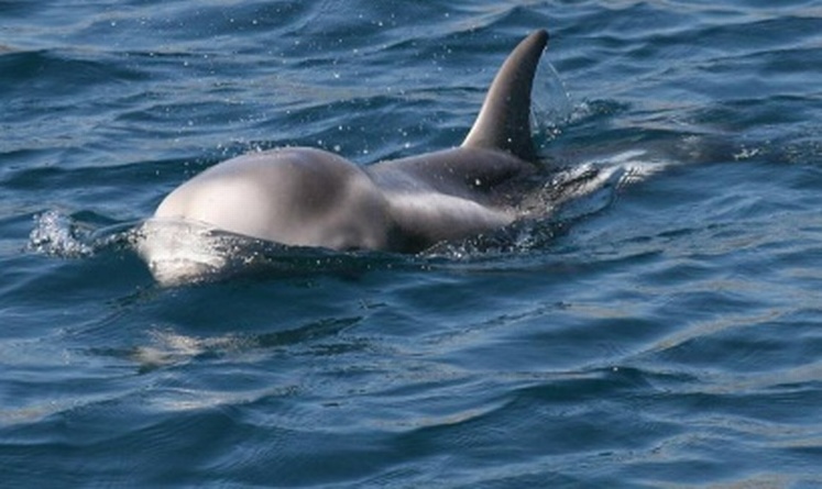 delfin