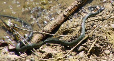 Najezda zmija u Hercegovini, nalaze ih i blizu kuća