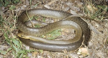 Oprez: Nakon kiša BiH sada prijeti najezda zmija 