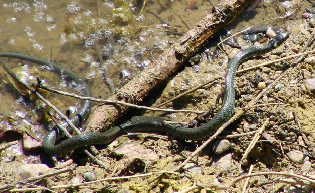 Najezda zmija u Hercegovini, nalaze ih i blizu kuća
