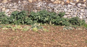 Posuška raštika nikada skuplja – i do osam KM po kilogramu