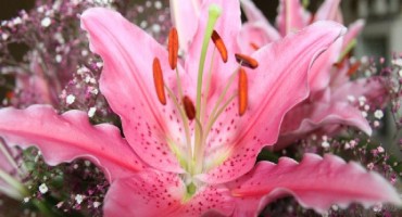 Zelene srećonoše: 12 biljaka koje donose novac, zdravlje i uspjeh