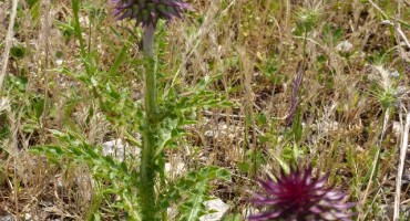 Idealan za regulisanje nivoa šećera u krvi: Čičak 