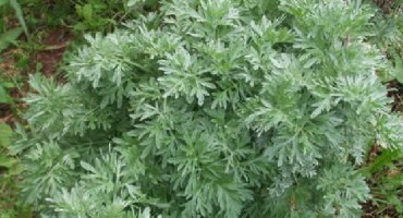 Pelin (Artemisia absinthium) Fam. Asteraceae
