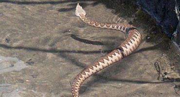 U bolnicama zadnji domaći serumi protiv ugriza zmija - novi će biti skuplji