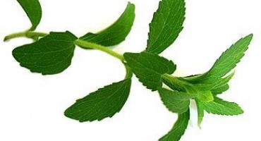 Ljekovita biljka koja zadovoljava potrebu za slatkim, a bez kalorija!