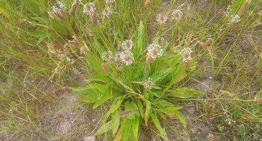 Ljekovita biljka trputac