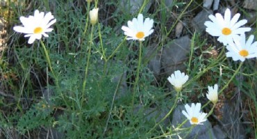 insekticidna aktivnost, Piretrin, prirodni insekticid, cvijet buhača, dalmatinski buhač, zaštita protiv buha