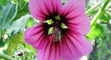 Ljekovito bilje: Sljez divlji