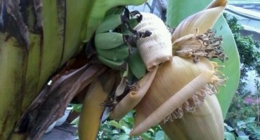 Zelene banane novo čudo u prehrani