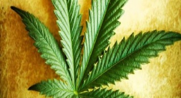 U podrumu našli laboratorij za uzgoj kanabisa