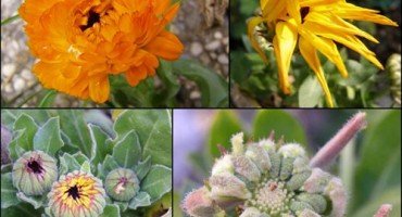 ljekovito bilje, Hercegovina, zarada