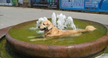 Da vam srce pukne: On već pet godina čeka svog gazdu da dođe po njega...
