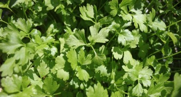 Napitak od omiljenog začina koji će 'rasturiti' višak kilograma