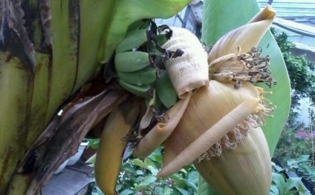 Zelene banane novo čudo u prehrani