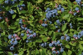 namirnice, protiv upale