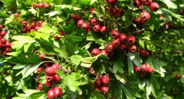 glog, protuupalno i antioksidativno, Ljekoviti sirup, ljekovita biljka, ljekovita svojstva, arterioskleroza, bijela drača, bijeli trn, glog, zdravlje, štiti od infarkta