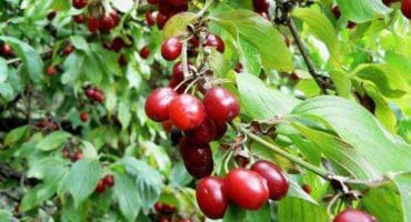  Stara narodna izreka: Zdrav kao dren!?