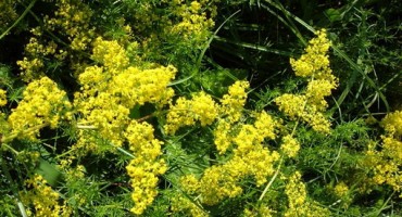 Mogu li sobne biljke zaista pročišćavati zrak? 