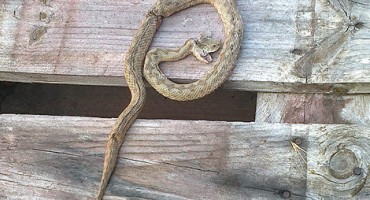 Grude, zmija, poskok, ugriz zmije