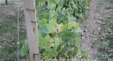  Počela berba grožđa u Brotnju: Kvaliteta je iznimno dobra, a urod nešto veći od prosječnog 