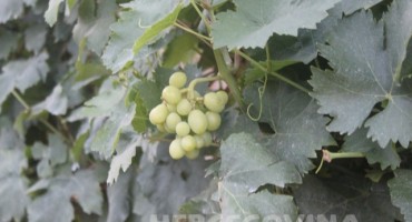 Kemoterapija odlazi u prošlost? Ekstrakt sjemenki omiljenog voća puno je efikasniji!