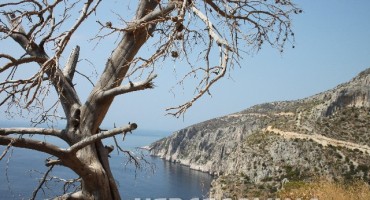 Ove biljke unose vedrinu u vaš život