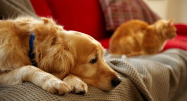 Kućni ljubimci : Najbolji prijatelji vašeg zdravlja i lijek za tugu