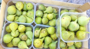 Muče vas bolovi u leđima? Ova tri prirodna sastojka otklonit će vam sve tegobe! 