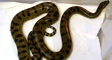 japan, struja, zmija