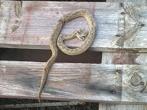 Ugriz zmije može biti koban ako paničarite: Nekoliko savjeta kako spriječiti najgore