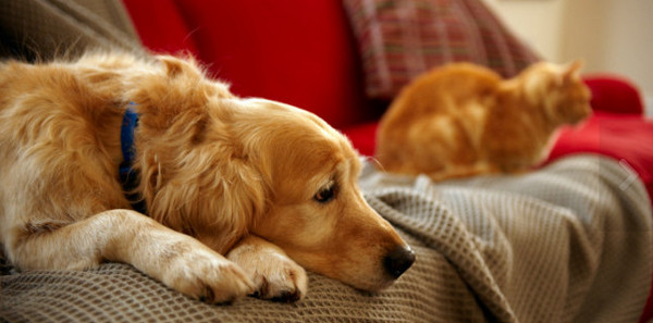 kućni ljubimci, psi, mačke, kućni ljubimac, dlake, čišćenje, trikovi, internet, prodaja