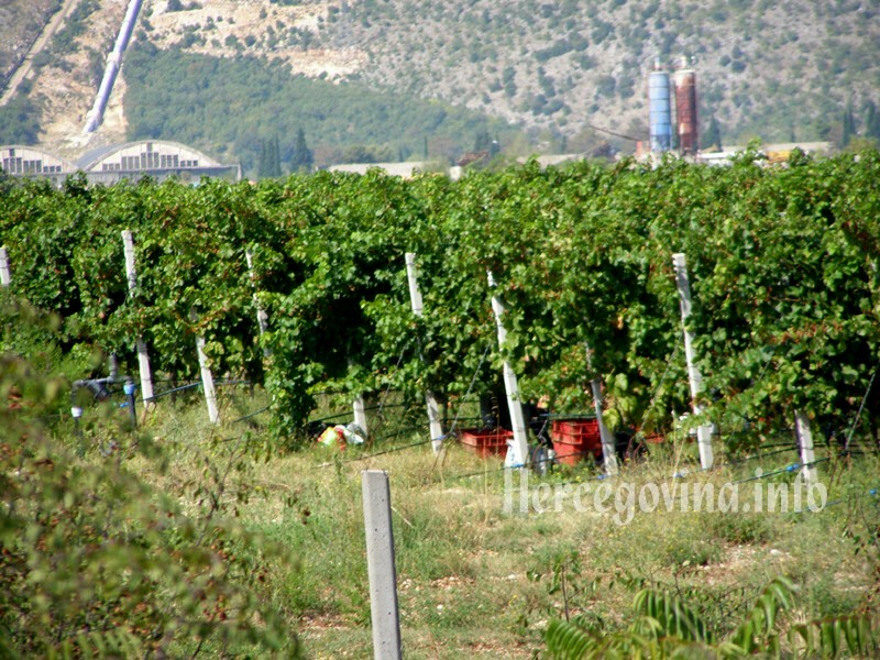 vinograd