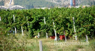 Gorica: Iz vinograda ukradeno 3 kilometara bakrene žice