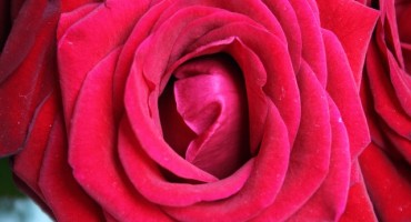 Sirup od ruže: Recept za kraljevski napitak stvoren za vruće dane