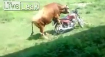 Kad bik od motocikla misli da je krava