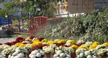 Blagdan Svih svetih i Dušni dan: Velika ponuda cvijeća i ikebana