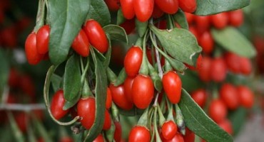 Goji – “eliksir mladosti” sa Tibeta i Himalaje