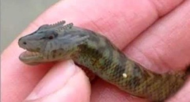 nepoznate vrste životinja, životinje, ‘tv životinje', fenomeni