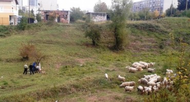 I to je BiH: Usred glavnog grada zaklali i oderali ovcu