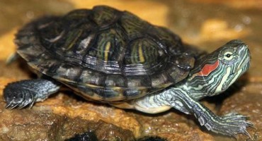 Hutovo blato, crvenouha kornjača, opasnost