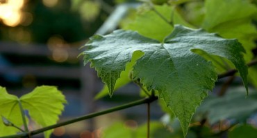 vinova loza, grožđe, lišće vinove loze