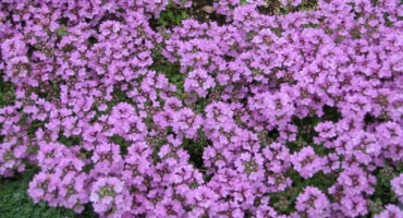 Kako do više zdravlja i boljeg seksa uz pomoć majčine dušice